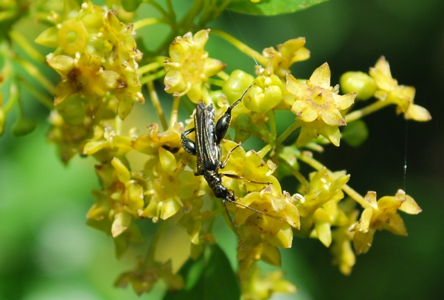 Oedemera atripes o barbara? flavipes